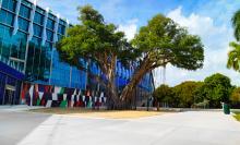 outdoor-banyan-tree